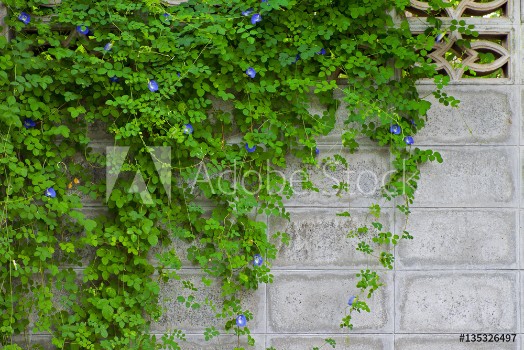 Picture of butterfly pea flower on brick wall